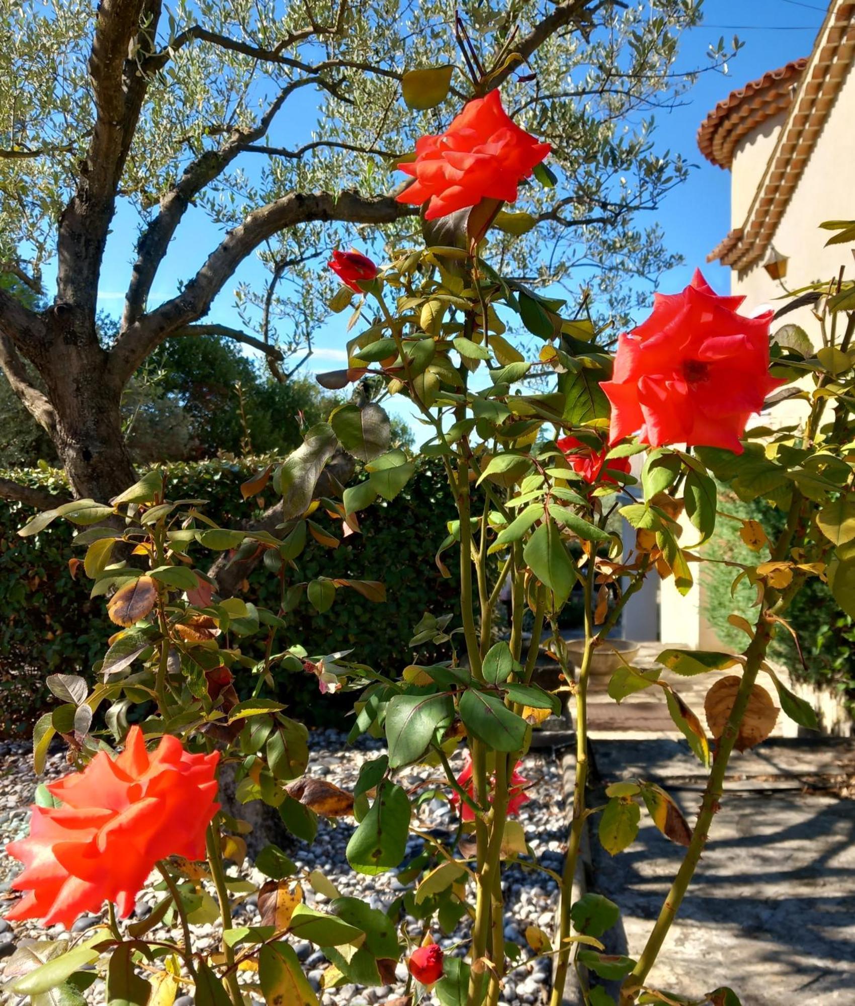 Le Relais Fleuri Hotel Ales Luaran gambar